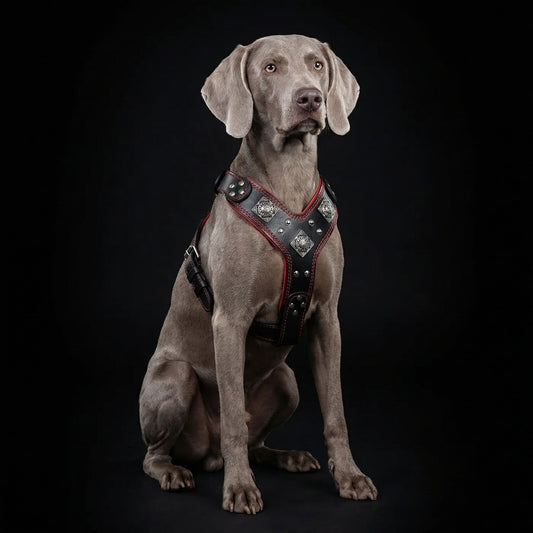 The "Eros" harness black & red