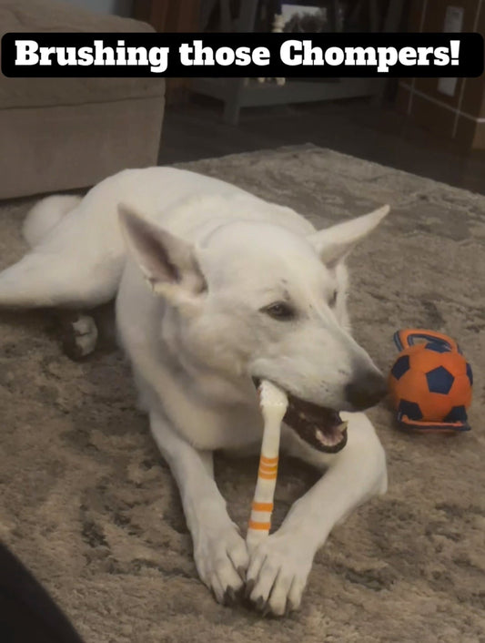 Yogi’s Fav Tooth Brush Chew Toy