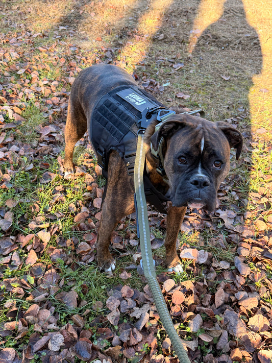 Check out THIS stud-muffin!! ~ Boxer Bodi ~