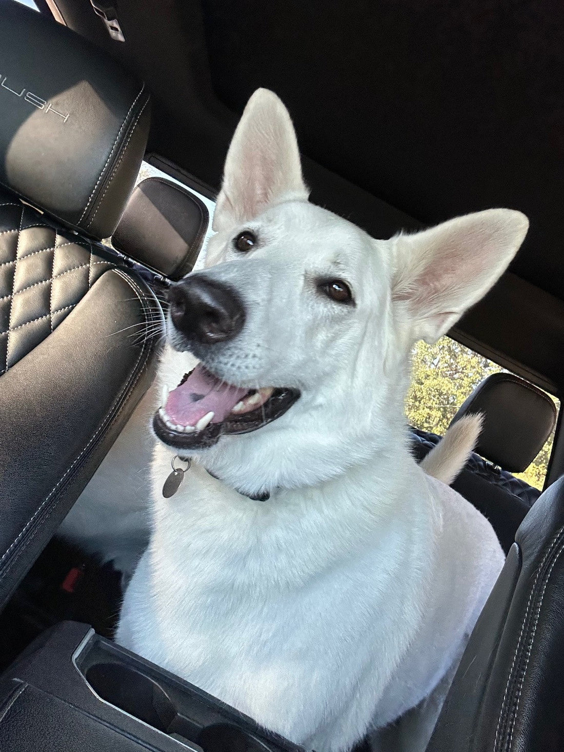 Who Loves Car Rides?.... LEONA loves car rides!!