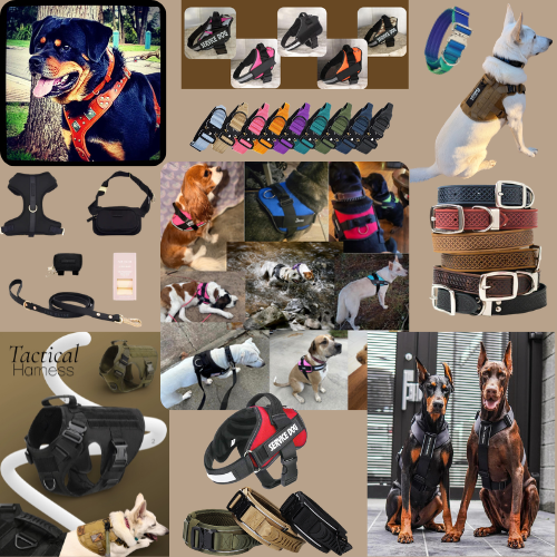 Harnesses & Collars