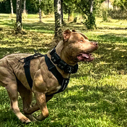 BESTIA DOG SPORT GripPro Basic Harness