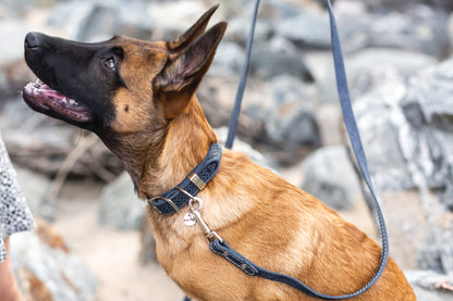 Celtic Double Buckle Style Leather Dog Collar