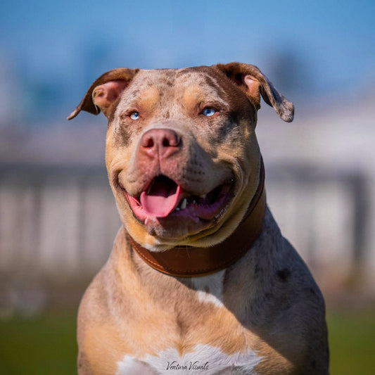 Plain "Style" collar brown