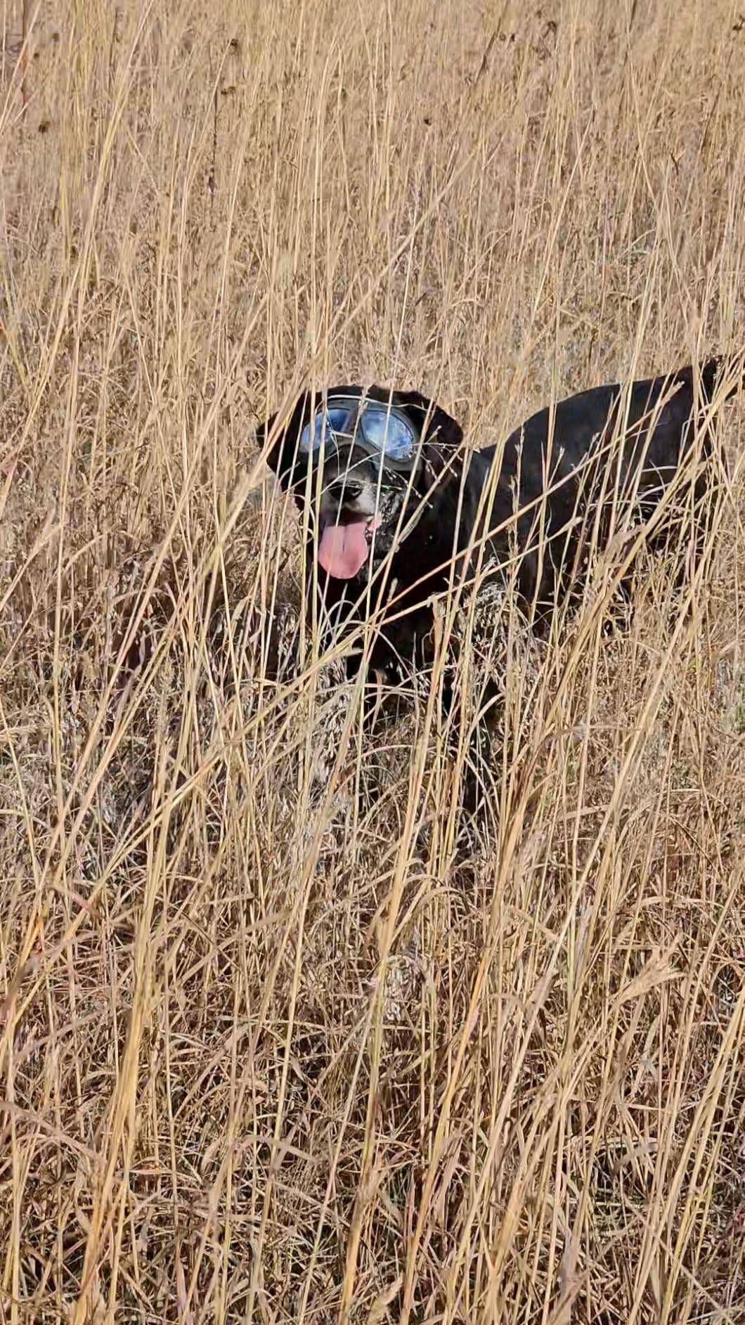 "Doggles" Dog Goggles Sunglasses