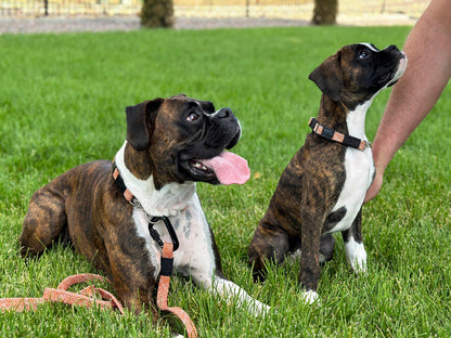 Adventure Style Collar and Leash SET