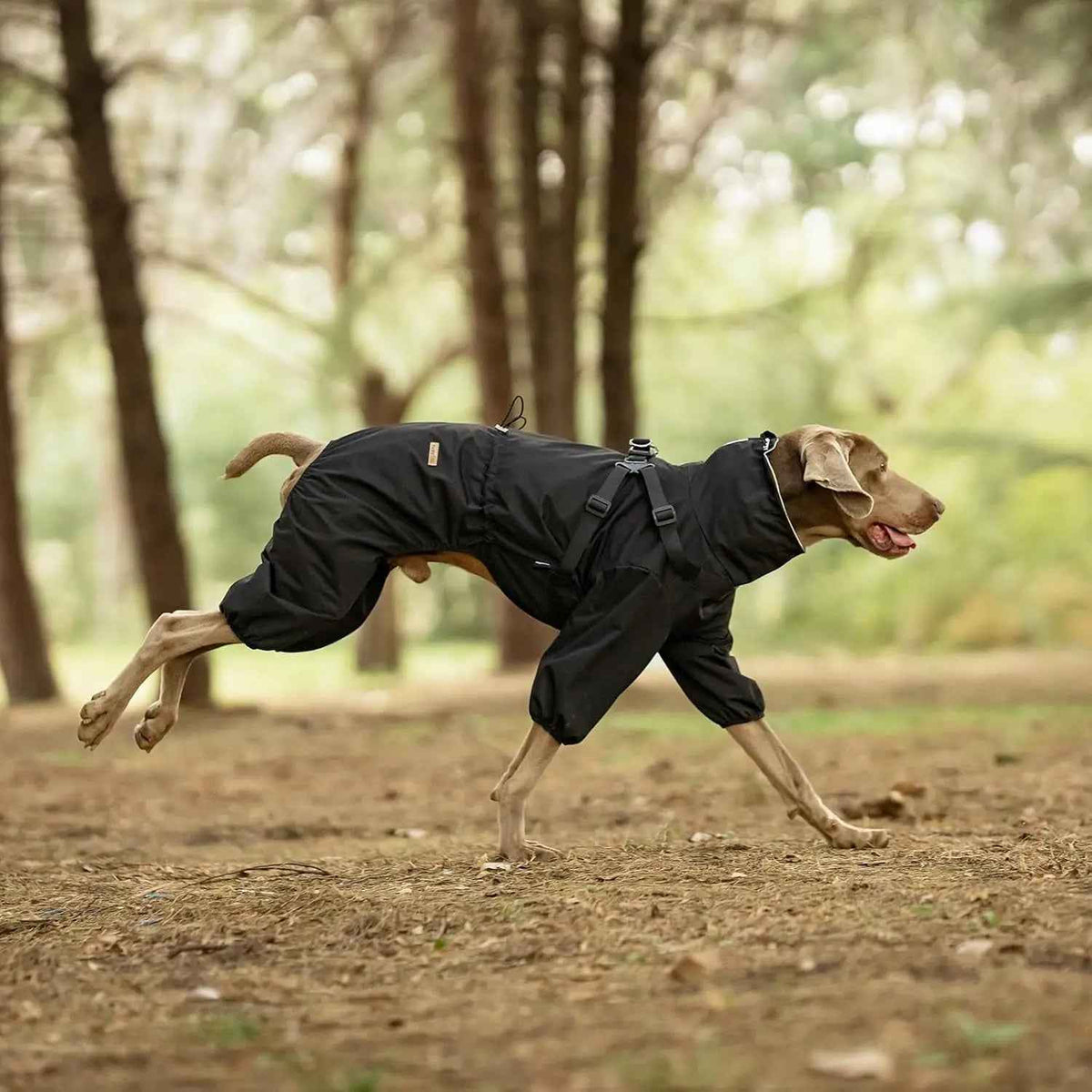 Waterproof 4-Leg Dog Raincoat with Harness, S–5XL