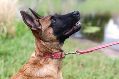 Celtic Double Buckle Style Leather Dog Collar
