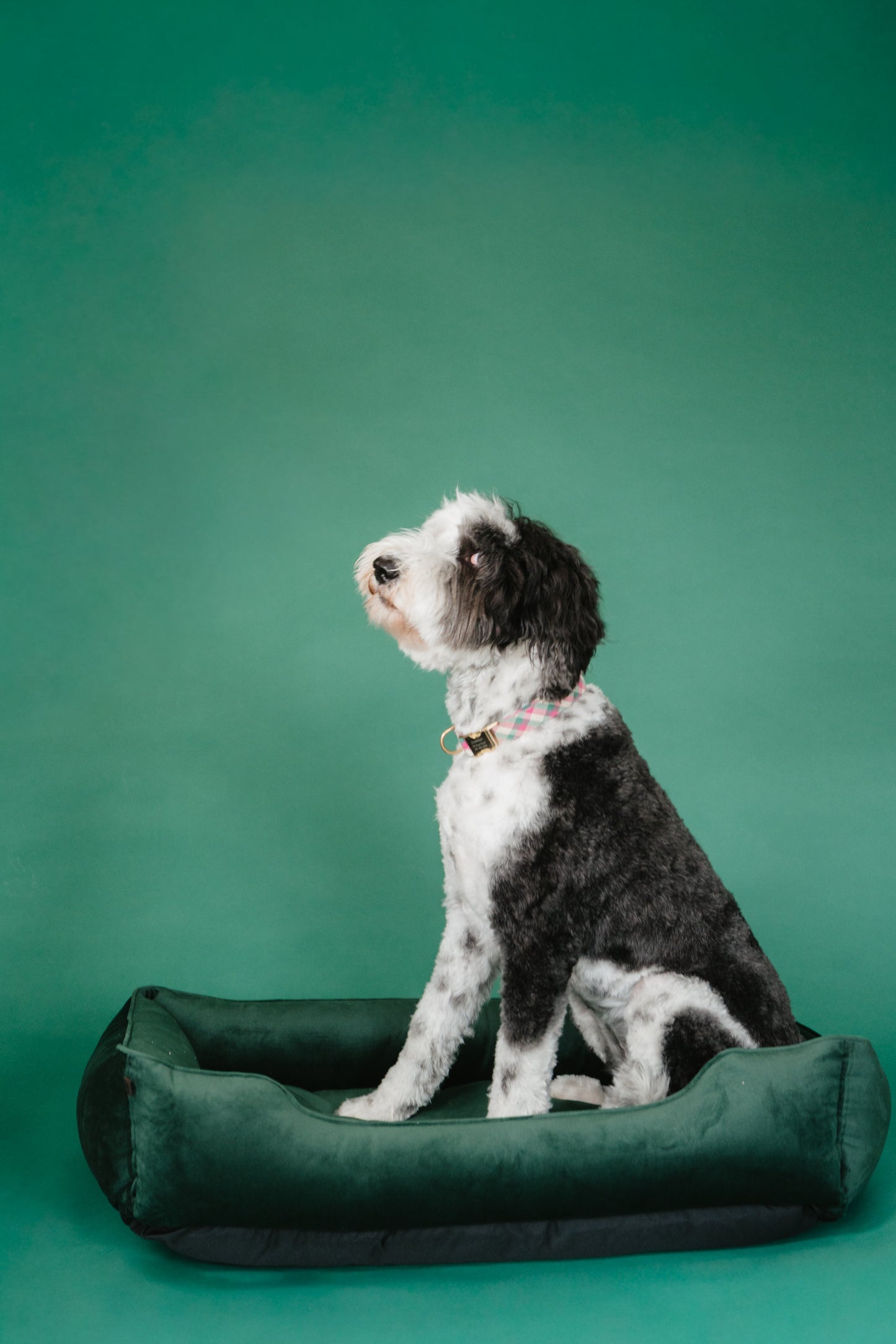 Chester & Lee | Classic Velvet Sleeper Dog Bed Green