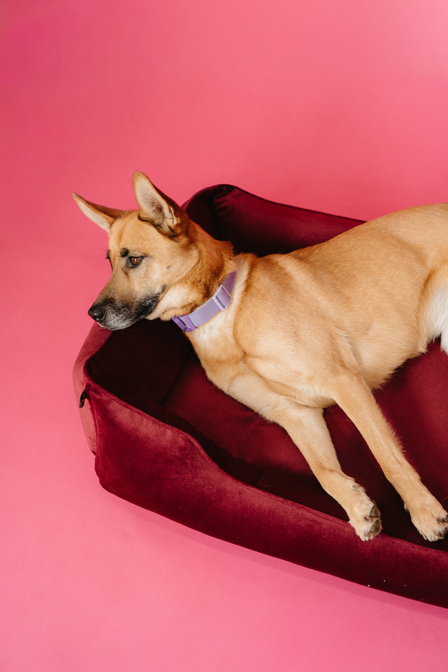 Chester & Lee | Vibrant Velvet Sleeper Dog Bed Wine
