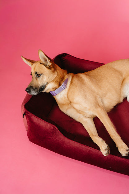 Chester & Lee | Vibrant Velvet Sleeper Dog Bed Wine