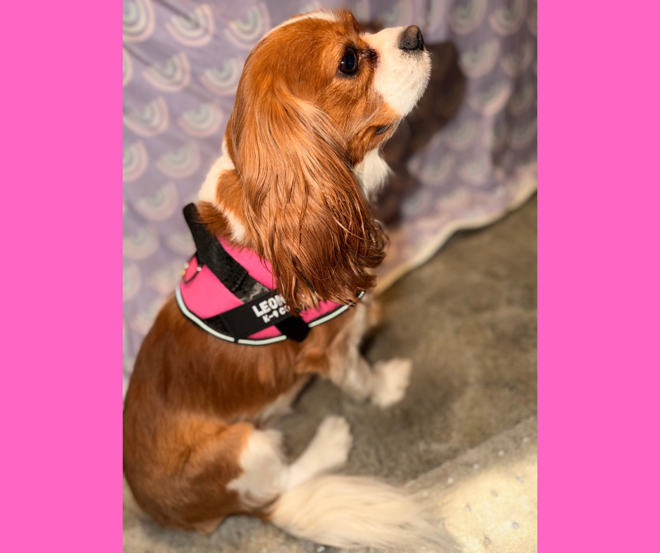 Easy Pull-Over Dog Harness