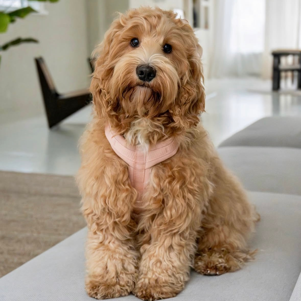 Powder Rose - Comfort Dog Harness