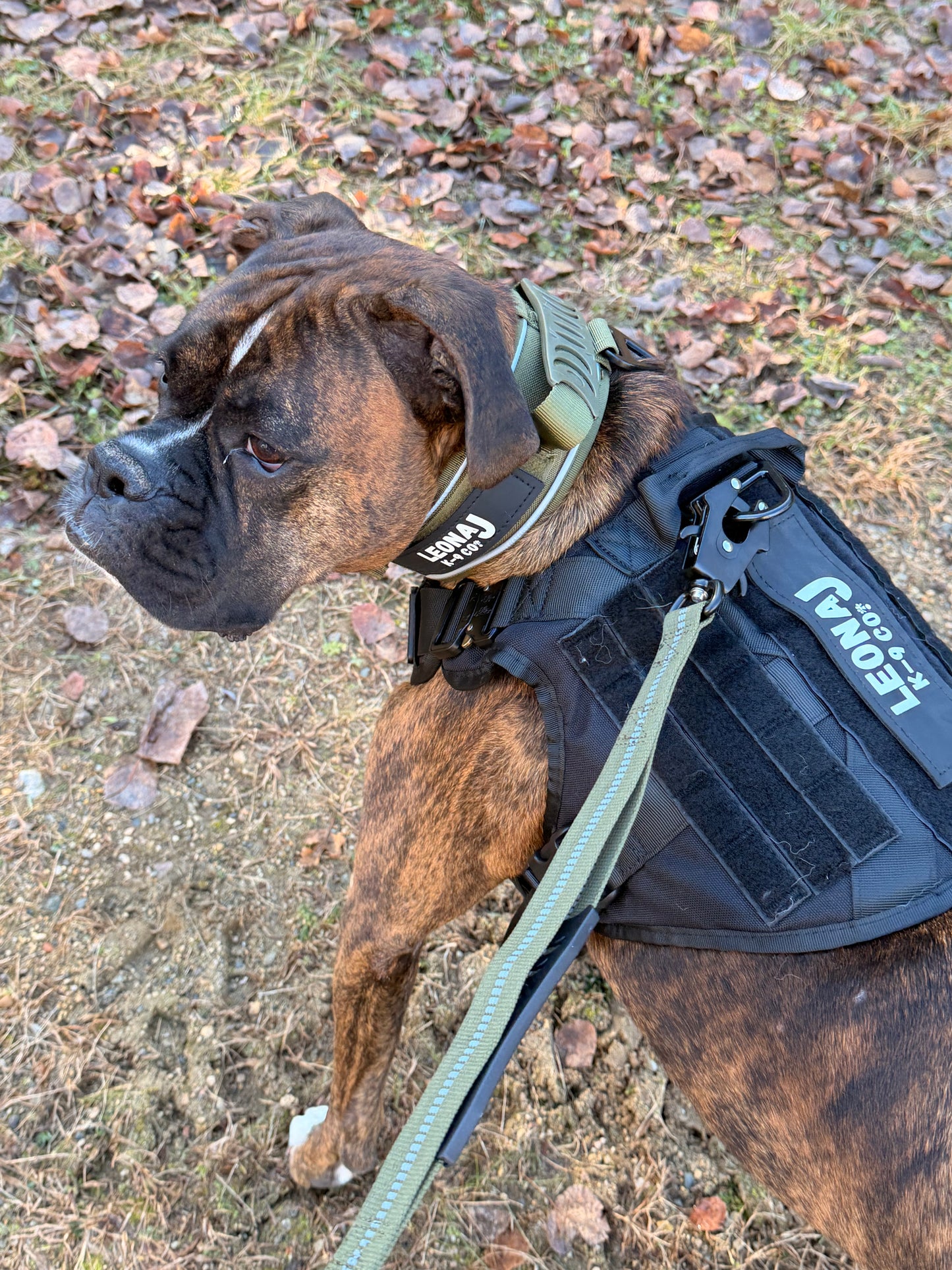 Heavy Duty Quick-Release Bungee Leash (Absorbs Pulls)