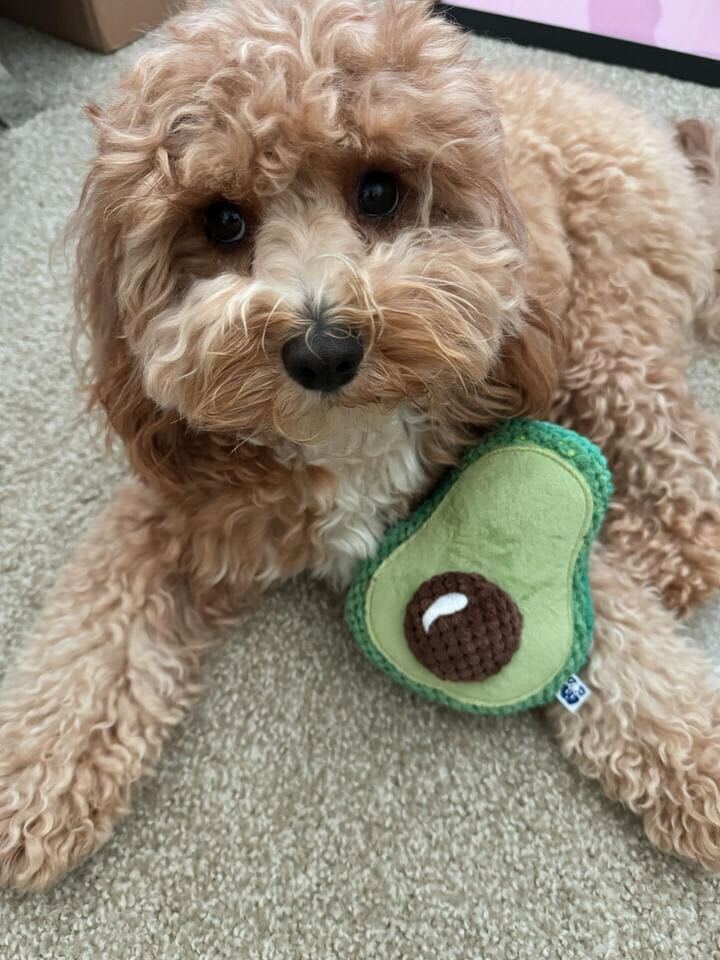 Avocado