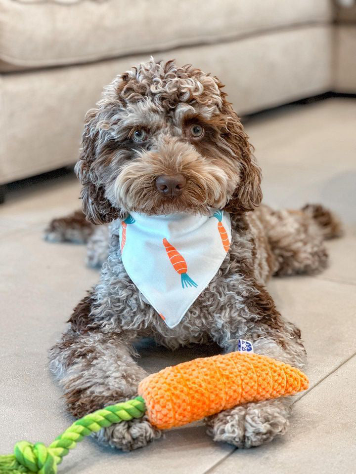 Carrot