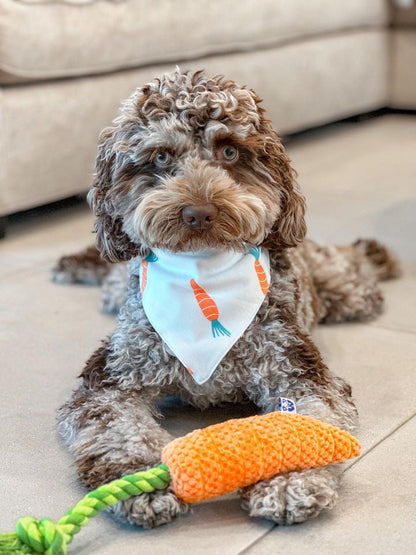 Carrot