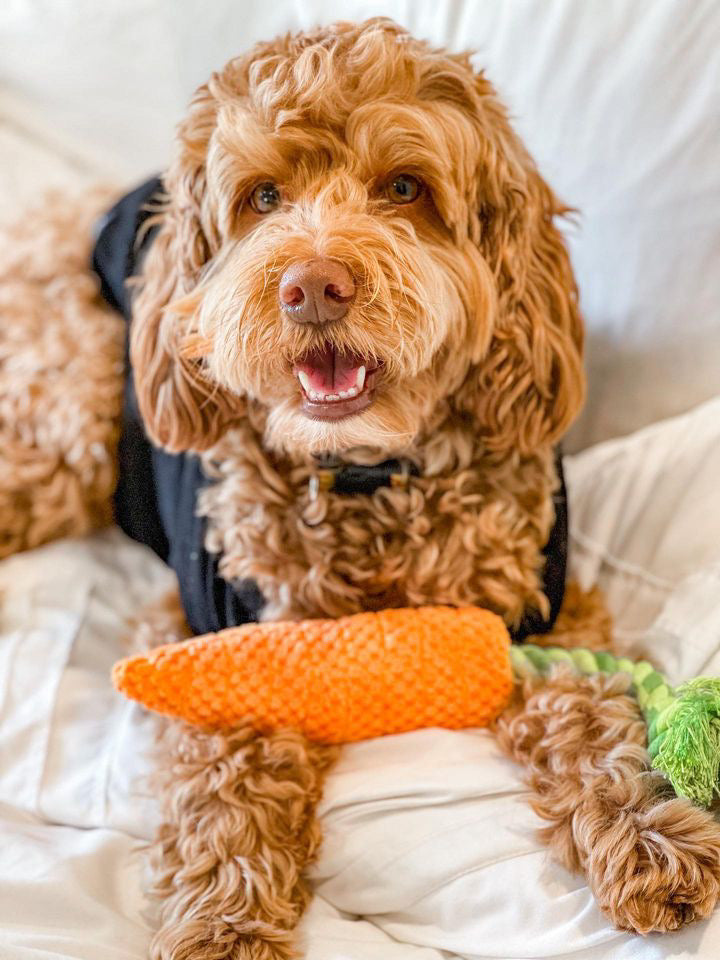 Carrot