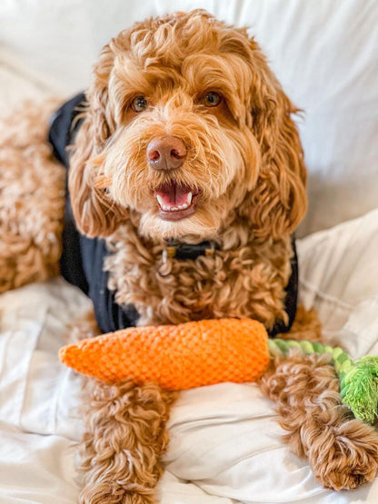 Carrot