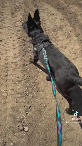 Hands-Free Running/Hiking Bungee Leash