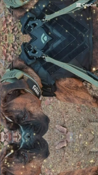 Heavy Duty 2.6 Dog Collar