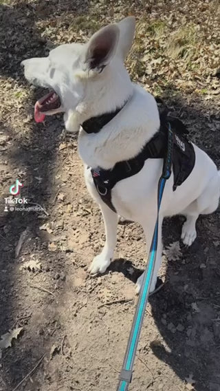 Hands-Free Running/Hiking Bungee Leash